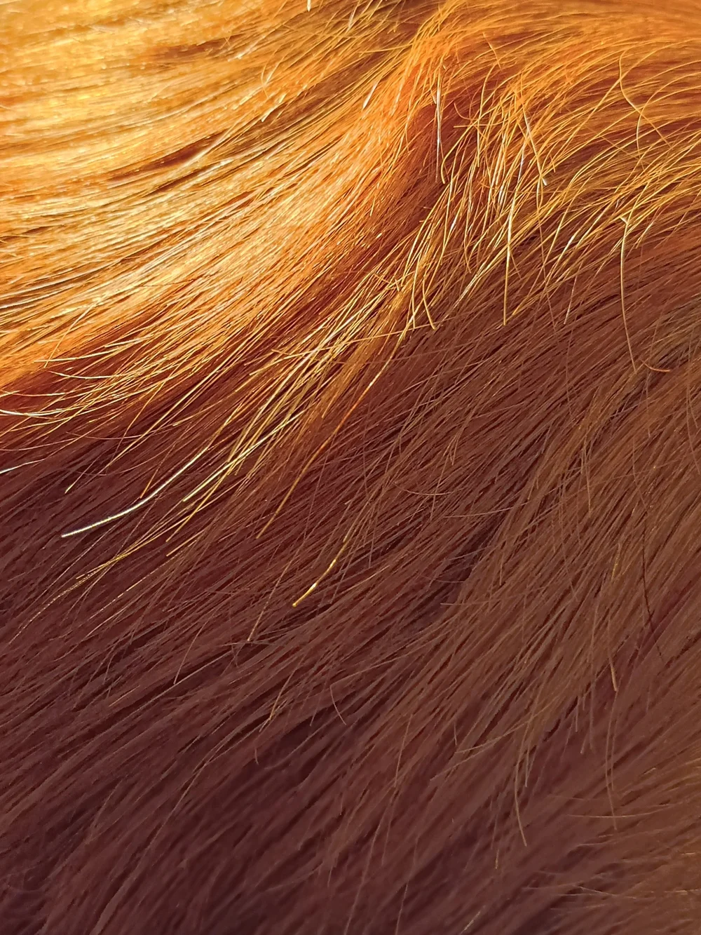 Short Layered Women's Wig in Vibrant Copper Red